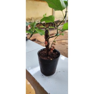 Cây Dâu Tằm Siêu Trái - Dâu tằm siêu ngọt - Thích hợp làm cây Bonsai hoặc ăn ( Đang trái hoặc sắp ra trái )