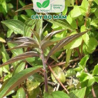 Cây Bọ Mắm sấy khô loại 1 thương hiệu Lá Ngọc gói 1kg