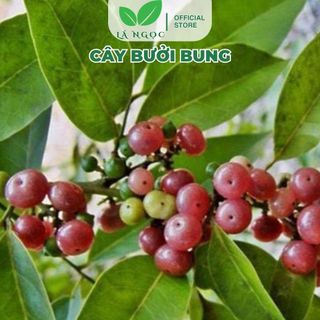 Bưởi Bung Khô giảm đau thanh nhiệt thương hiệu Lá Ngọc Gói 1kg