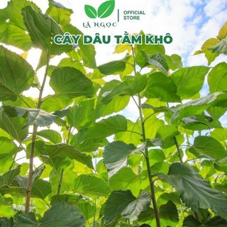 Cây Dâu Tằm Khô Tốt Cho Người Tiểu Đường thương hiệu Lá Ngọc