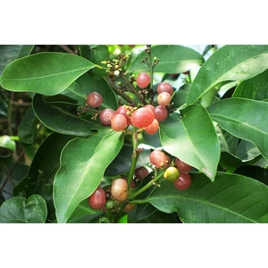 Cây bưởi bung khô JINDO 1kg hỗ trợ giảm đau nhức, phong thấp, hỗ trợ sức khỏe