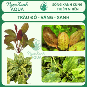 Trầu Chấm Đỏ (Red Ozelot) Trầu Vàng (Echinodorus variegatus) Ngọc Xanh AQua