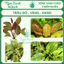 Trầu Chấm Đỏ (Red Ozelot) Trầu Vàng (Echinodorus variegatus) Ngọc Xanh AQua
