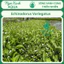 Trầu Chấm Đỏ (Red Ozelot) Trầu Vàng (Echinodorus variegatus) Ngọc Xanh AQua