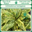 Trầu Chấm Đỏ (Red Ozelot) Trầu Vàng (Echinodorus variegatus) Ngọc Xanh AQua