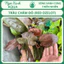 Trầu Chấm Đỏ (Red Ozelot) Trầu Vàng (Echinodorus variegatus) Ngọc Xanh AQua