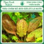 Trầu Chấm Đỏ (Red Ozelot) Trầu Vàng (Echinodorus variegatus) Ngọc Xanh AQua