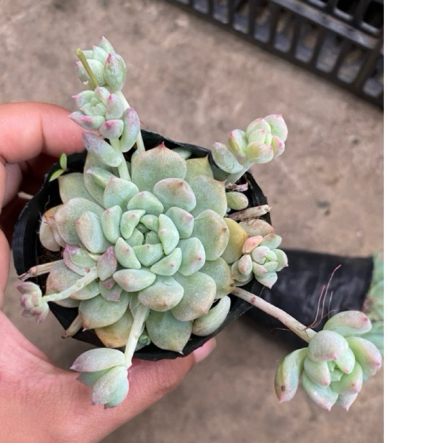 Sen đá dù hồng size bầu 5cm, lỗi 1 đổi 1