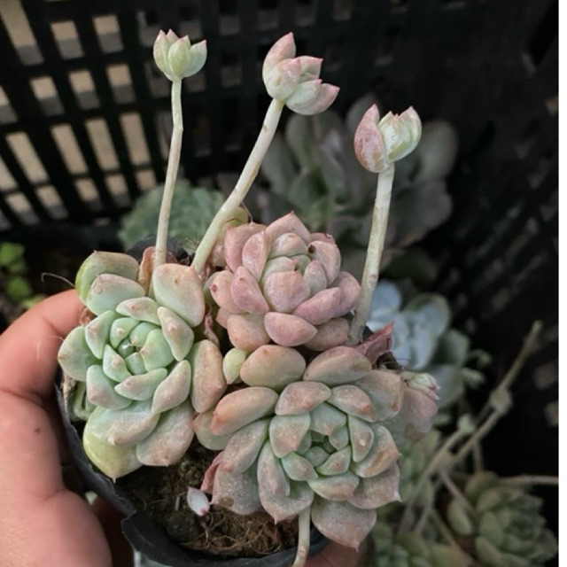 Sen đá dù hồng size bầu 5cm, lỗi 1 đổi 1