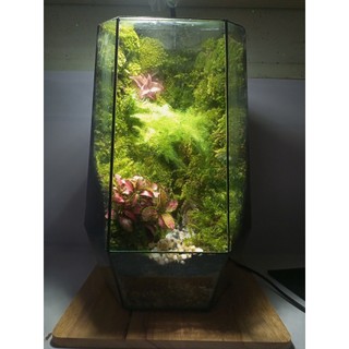 Terrarium " Tịnh Độ Cảnh "