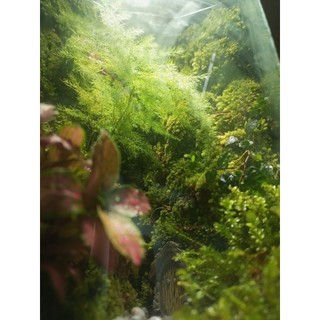 Terrarium " Tịnh Độ Cảnh "