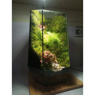 Terrarium " Tịnh Độ Cảnh "