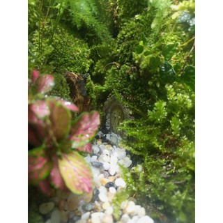 Terrarium " Tịnh Độ Cảnh "