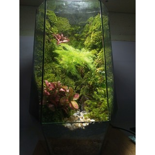 Terrarium " Tịnh Độ Cảnh "