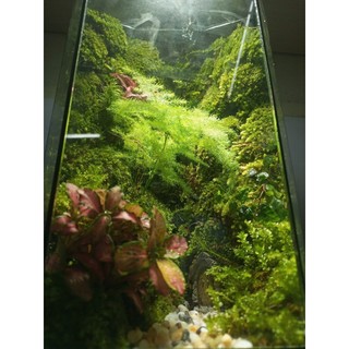 Terrarium " Tịnh Độ Cảnh "