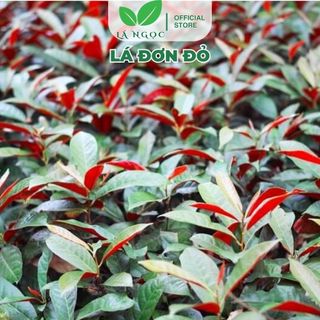 Lá Đơn Đỏ hỗ trợ tiêu hoá giảm ngứa, thanh nhiệt loại 1 thương hiệu Lá Ngọc gói 500g