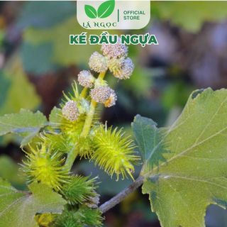 Ké Đầu Ngựa Khô hỗ trợ thanh nhiệt, giảm ngứa, tốt cho tuyến giáp thương hiệu Lá Ngọc gói 500g