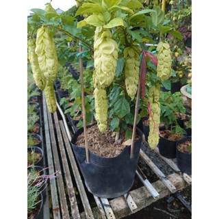 Cây Huyền Trân Công Chúa (cây lớn 2 năm tuổi cao 60-100cm) - chậu cây cảnh đẹp trồng sân vườn