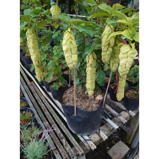 Cây Huyền Trân Công Chúa (cây lớn 2 năm tuổi cao 60-100cm) - chậu cây cảnh đẹp trồng sân vườn