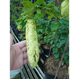 Cây Huyền Trân Công Chúa (cây lớn 2 năm tuổi cao 60-100cm) - chậu cây cảnh đẹp trồng sân vườn