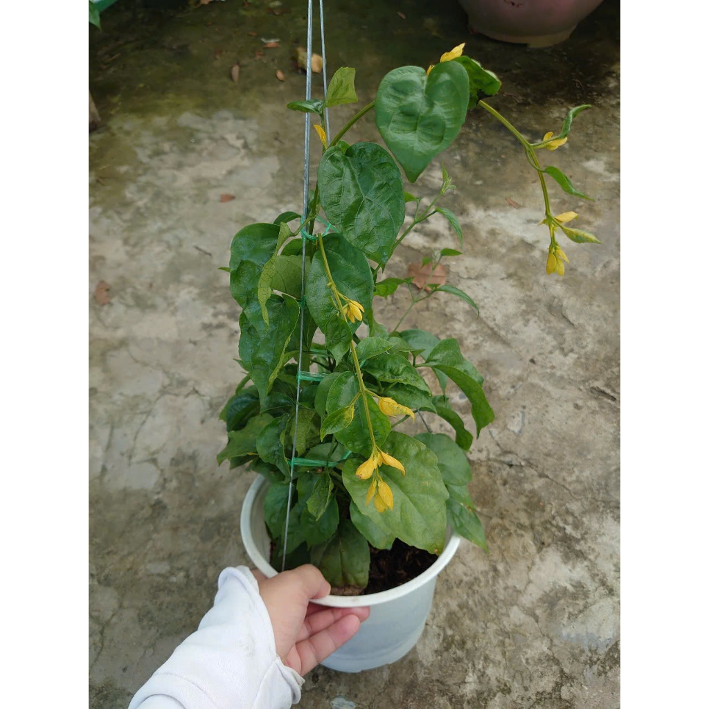 Cây Lan Hoàng Dương (Chậu Treo, cây lớn chuẩn bị cho hoa) chậu cây cảnh trang trí sân vườn