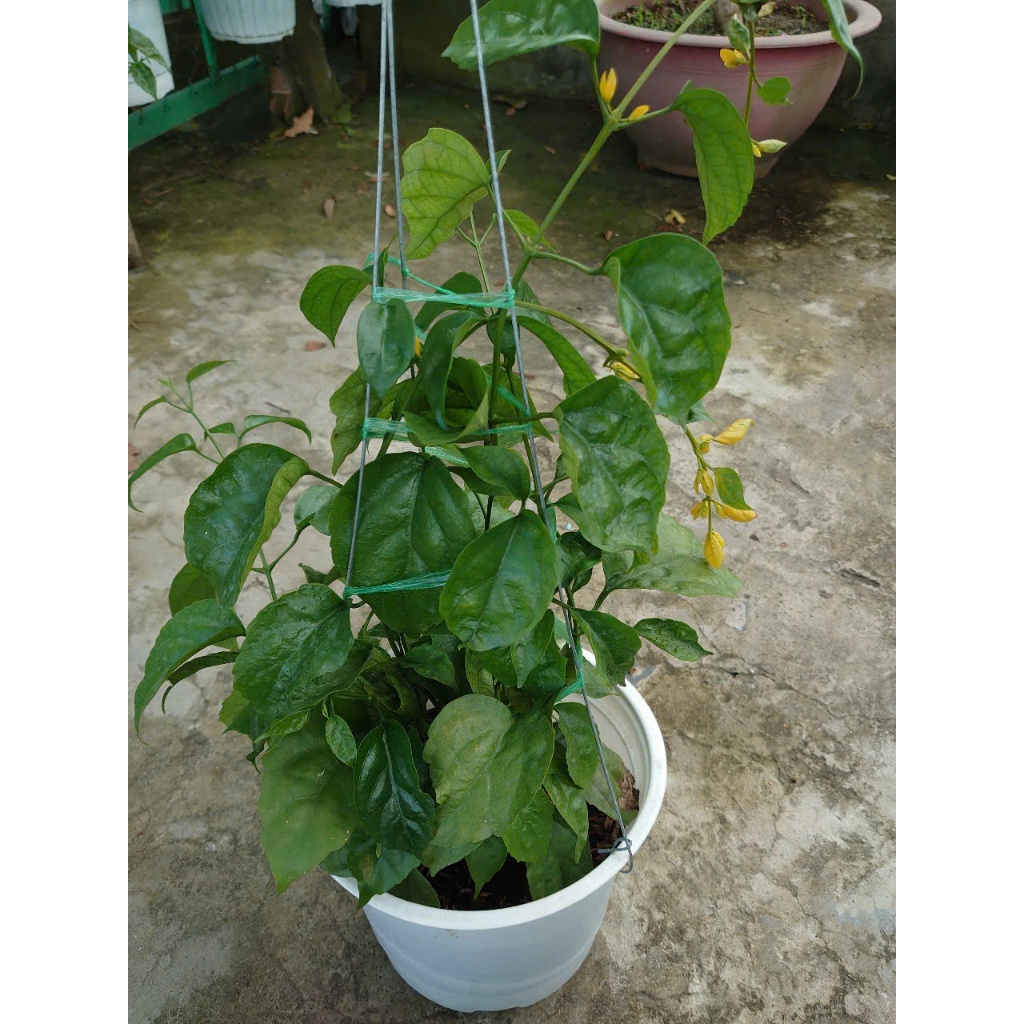 Cây Lan Hoàng Dương (Chậu Treo, cây lớn chuẩn bị cho hoa) chậu cây cảnh trang trí sân vườn