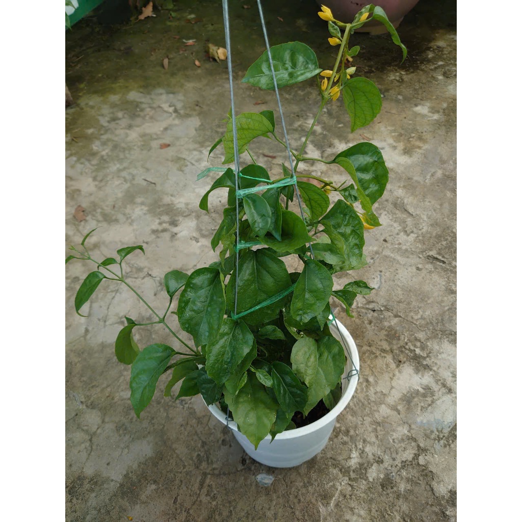 Cây Lan Hoàng Dương (Chậu Treo, cây lớn chuẩn bị cho hoa) chậu cây cảnh trang trí sân vườn