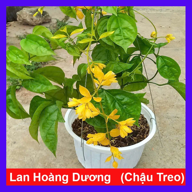 Cây Lan Hoàng Dương (Chậu Treo, cây lớn chuẩn bị cho hoa) chậu cây cảnh trang trí sân vườn