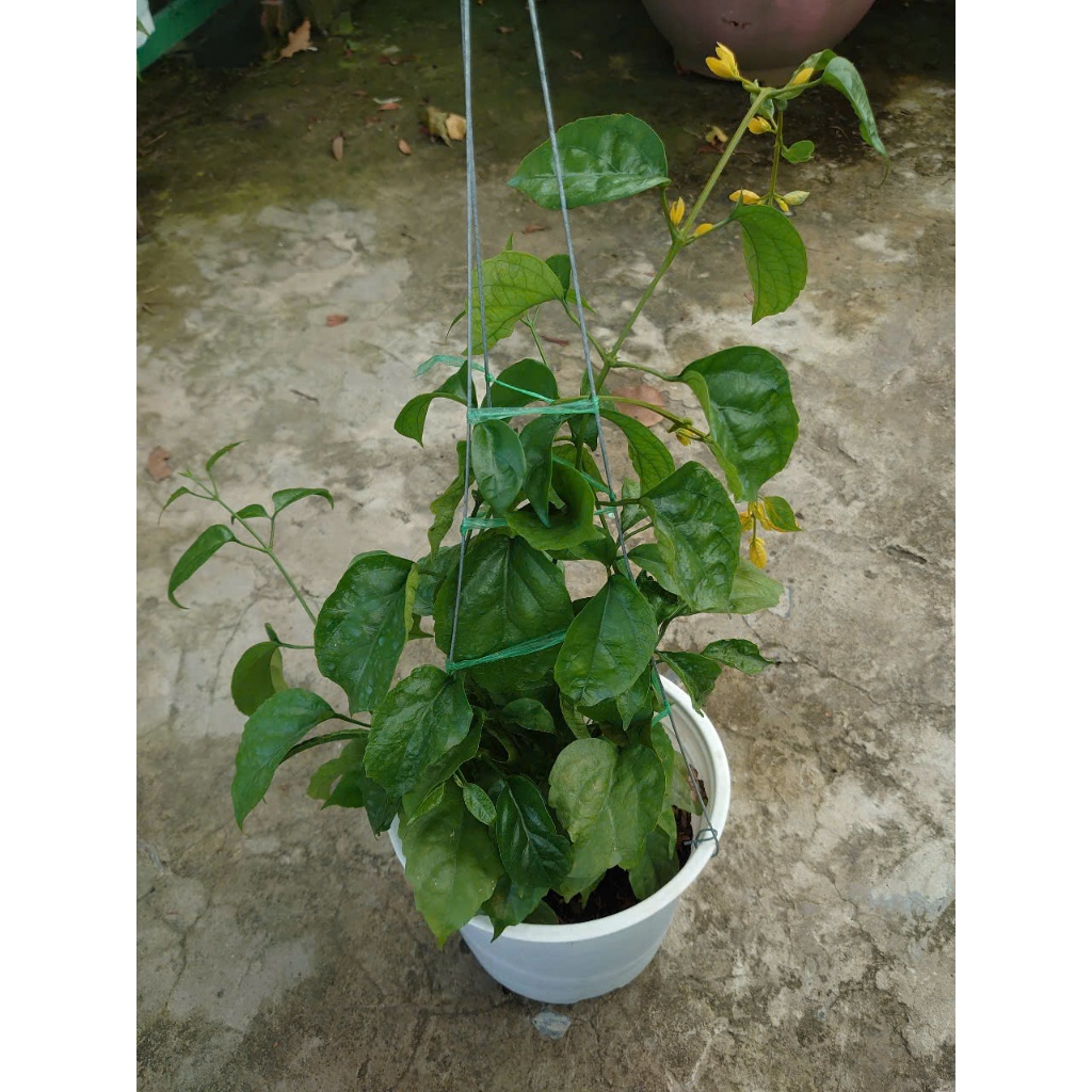 Cây Lan Hoàng Dương (Chậu Treo, cây lớn chuẩn bị cho hoa) chậu cây cảnh trang trí sân vườn