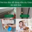 Thuốc Diệt Gián NR Hộp 8 Viên Mồi Diệt Gián Cả Đàn Với Mồi Dẫn Dụ Siêu Tốt Khang Đức