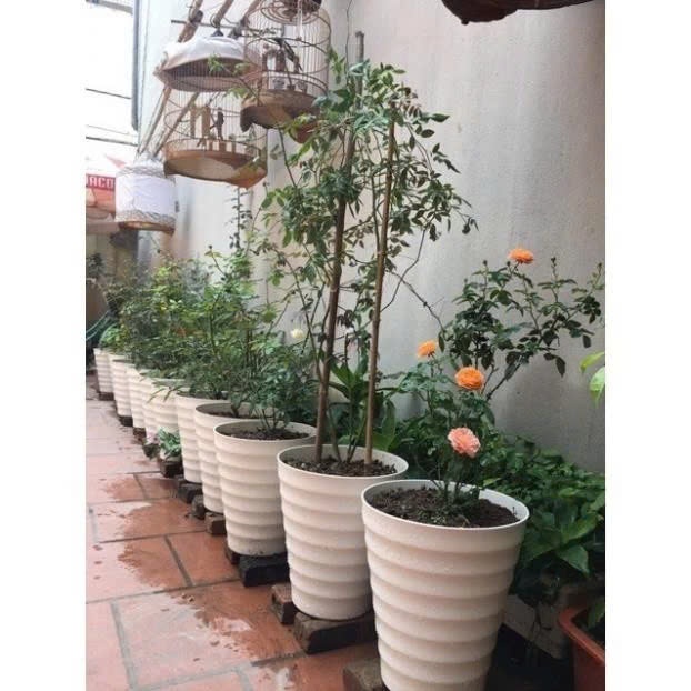 Chậu nhựa vòng tròn loại xịn đủ size (37x32cm)