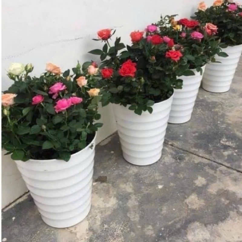 Chậu nhựa vòng tròn loại xịn đủ size (37x32cm)