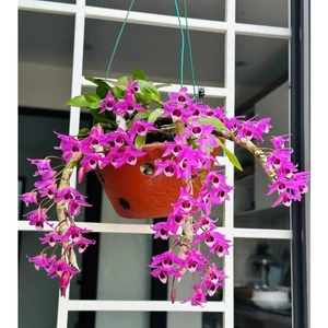 Hoa Lan Trầm Tím Cánh Mai