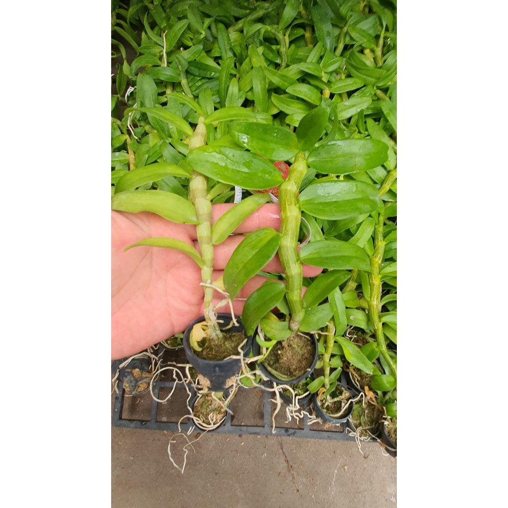 Lan  Trầm Tím