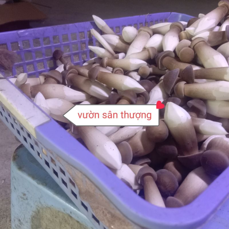 Nấm Mối Đen Thái Tươ.i Trồng Hướng Hữu Cơ Đã Gọt