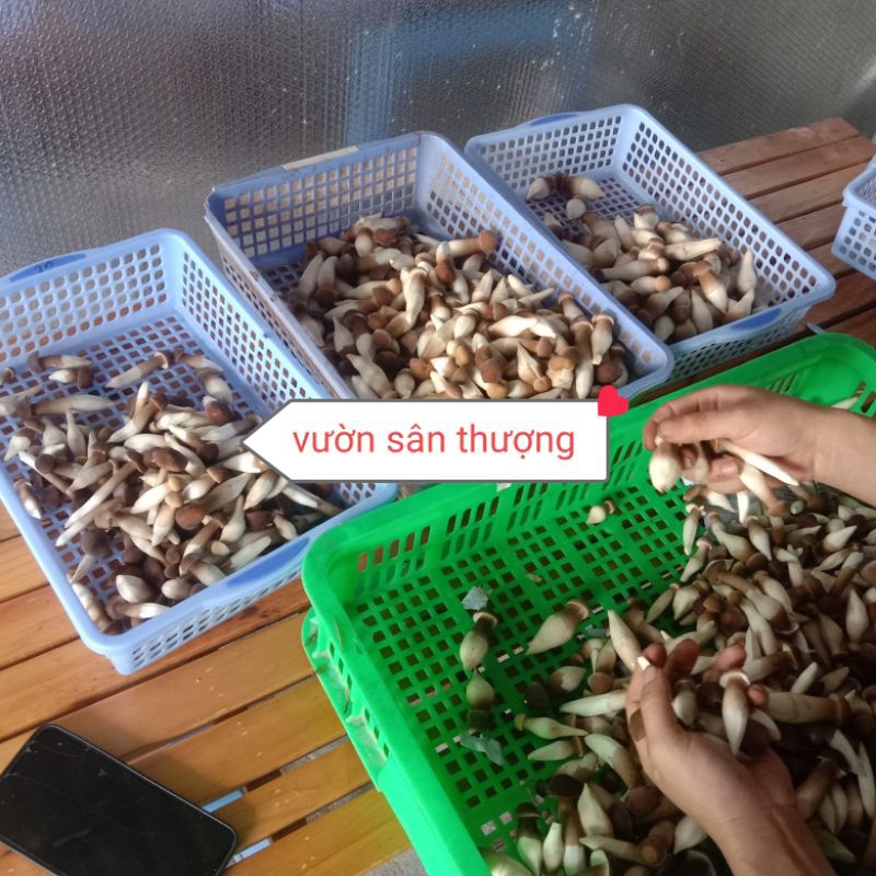 Nấm Mối Đen Thái Tươ.i Trồng Hướng Hữu Cơ Đã Gọt