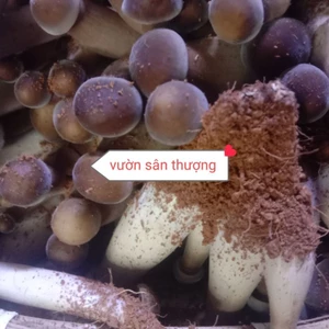 Nấm Mối Đen Thái Tươ.i Trồng Hướng Hữu Cơ Đã Gọt