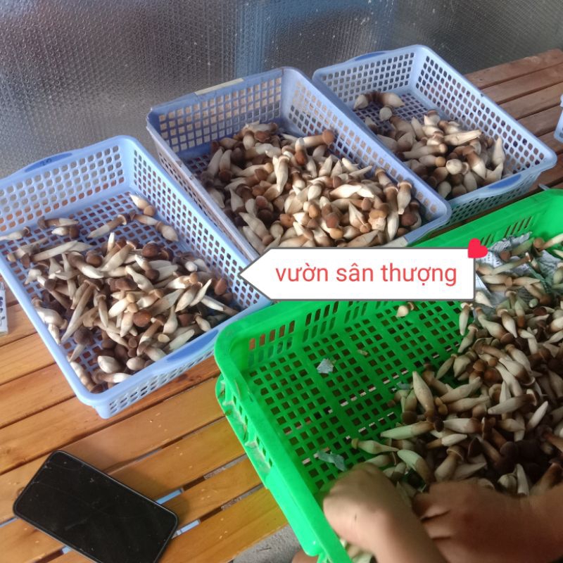 Nấm Mối Đen Thái Tươ.i Trồng Hướng Hữu Cơ Đã Gọt