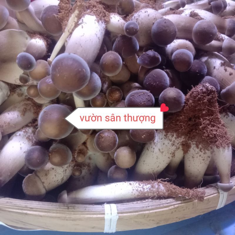 Nấm Mối Đen Thái Tươ.i Trồng Hướng Hữu Cơ Đã Gọt