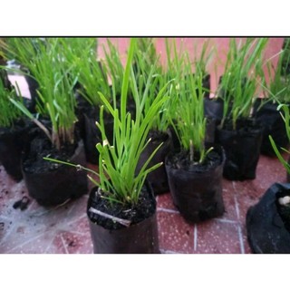 5 bầu hẹ giống lá nhỏ thơm, mua 10 tặng 1