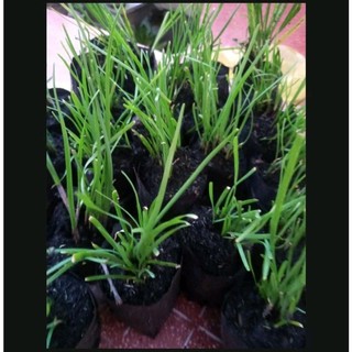 5 bầu hẹ giống lá nhỏ thơm, mua 10 tặng 1