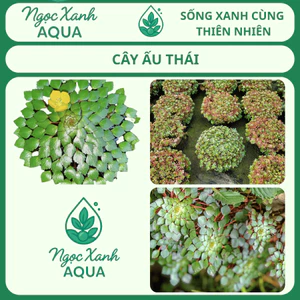 CÂY ẤU THÁI – CÂY THỦY SINH NGOÀI TRỜI | NGỌC XANH AQUA 🪴