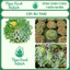 CÂY ẤU THÁI – CÂY THỦY SINH NGOÀI TRỜI | NGỌC XANH AQUA 🪴