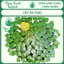 CÂY ẤU THÁI – CÂY THỦY SINH NGOÀI TRỜI | NGỌC XANH AQUA 🪴