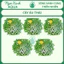 CÂY ẤU THÁI – CÂY THỦY SINH NGOÀI TRỜI | NGỌC XANH AQUA 🪴