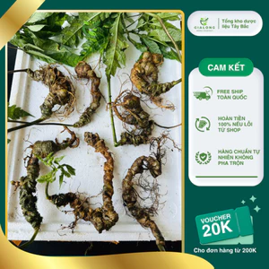 Tam thất hoang chuẩn rừng 7 củ/kg già nua mắt sâu hoắm, rêu phong thân củ