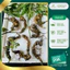Tam thất hoang chuẩn rừng 7 củ/kg già nua mắt sâu hoắm, rêu phong thân củ