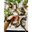 Tam thất hoang chuẩn rừng 7 củ/kg già nua mắt sâu hoắm, rêu phong thân củ