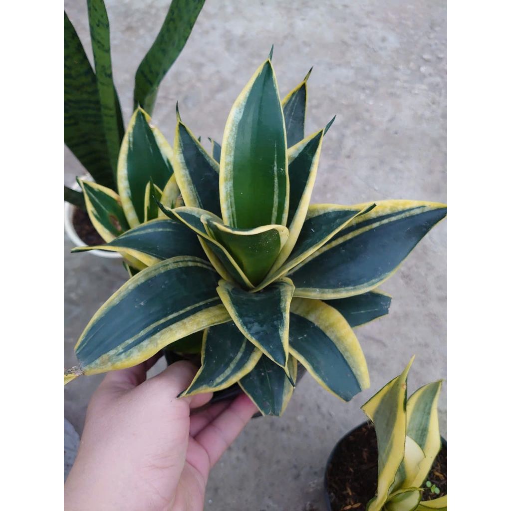 Combo cây lưỡi hổ ( lưỡi mèo , cây thủy sinh ..) - chậu cây cảnh để bàn mang lại may mắn tài lộc
