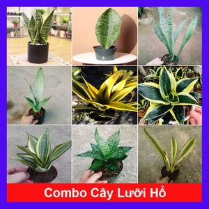 Combo cây lưỡi hổ ( lưỡi mèo , cây thủy sinh ..) - chậu cây cảnh để bàn mang lại may mắn tài lộc